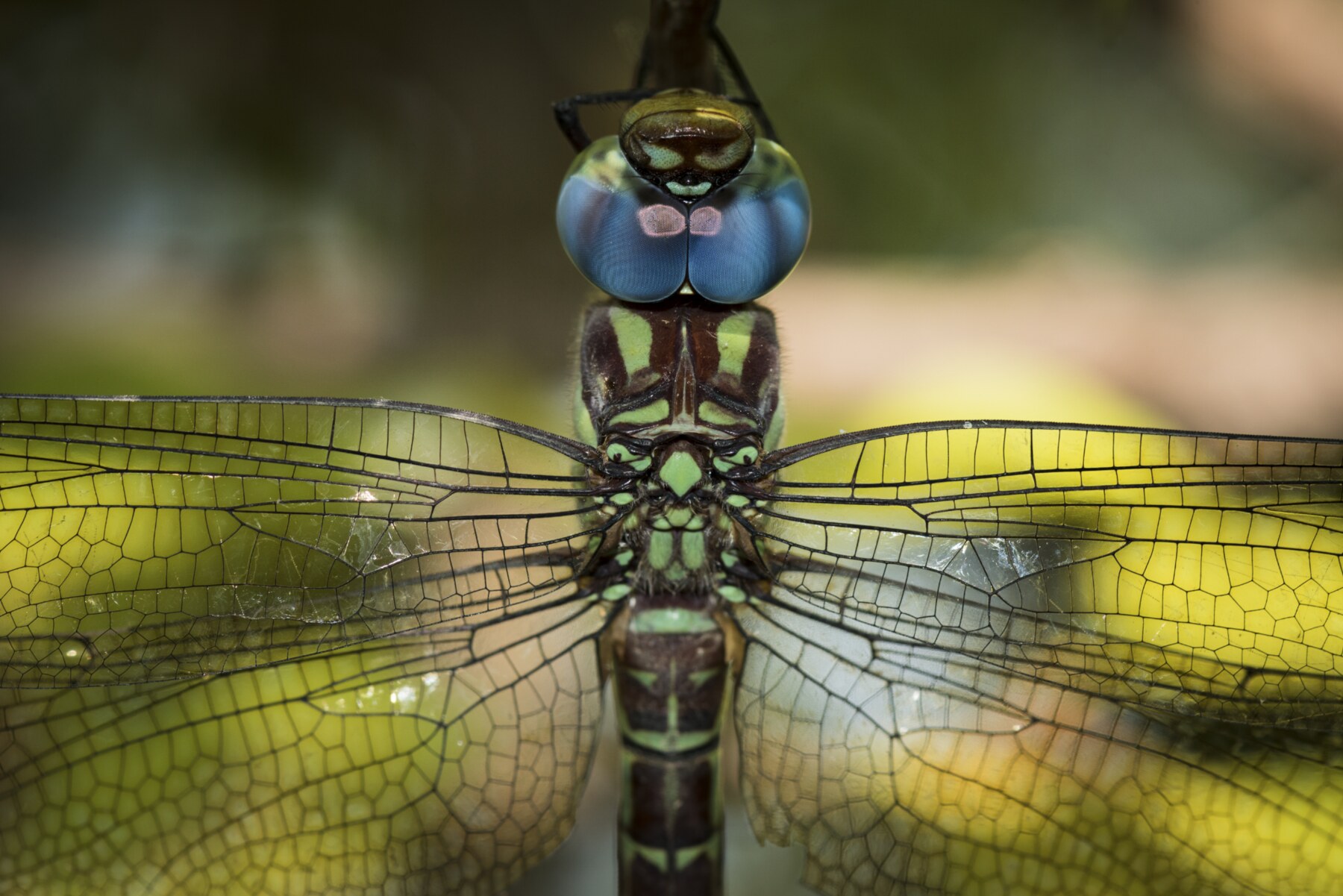 Front-facing macro portrait of a dragonfly with blue eyes