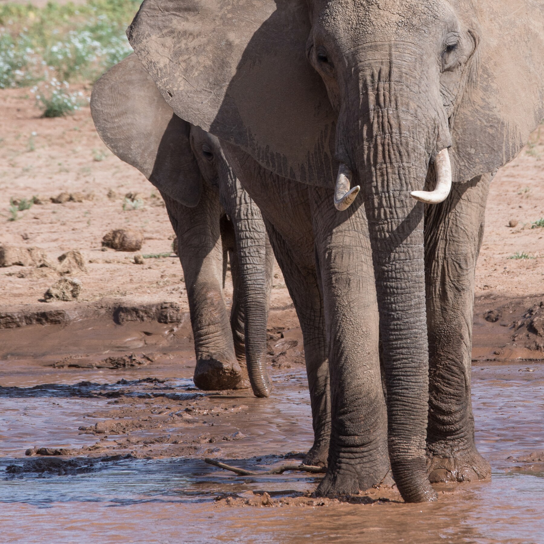 Elephants crossing a river together