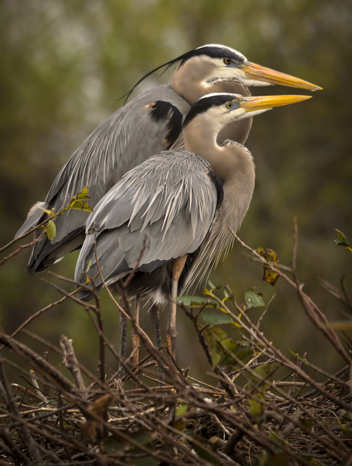 A pair of great blue herons perched together