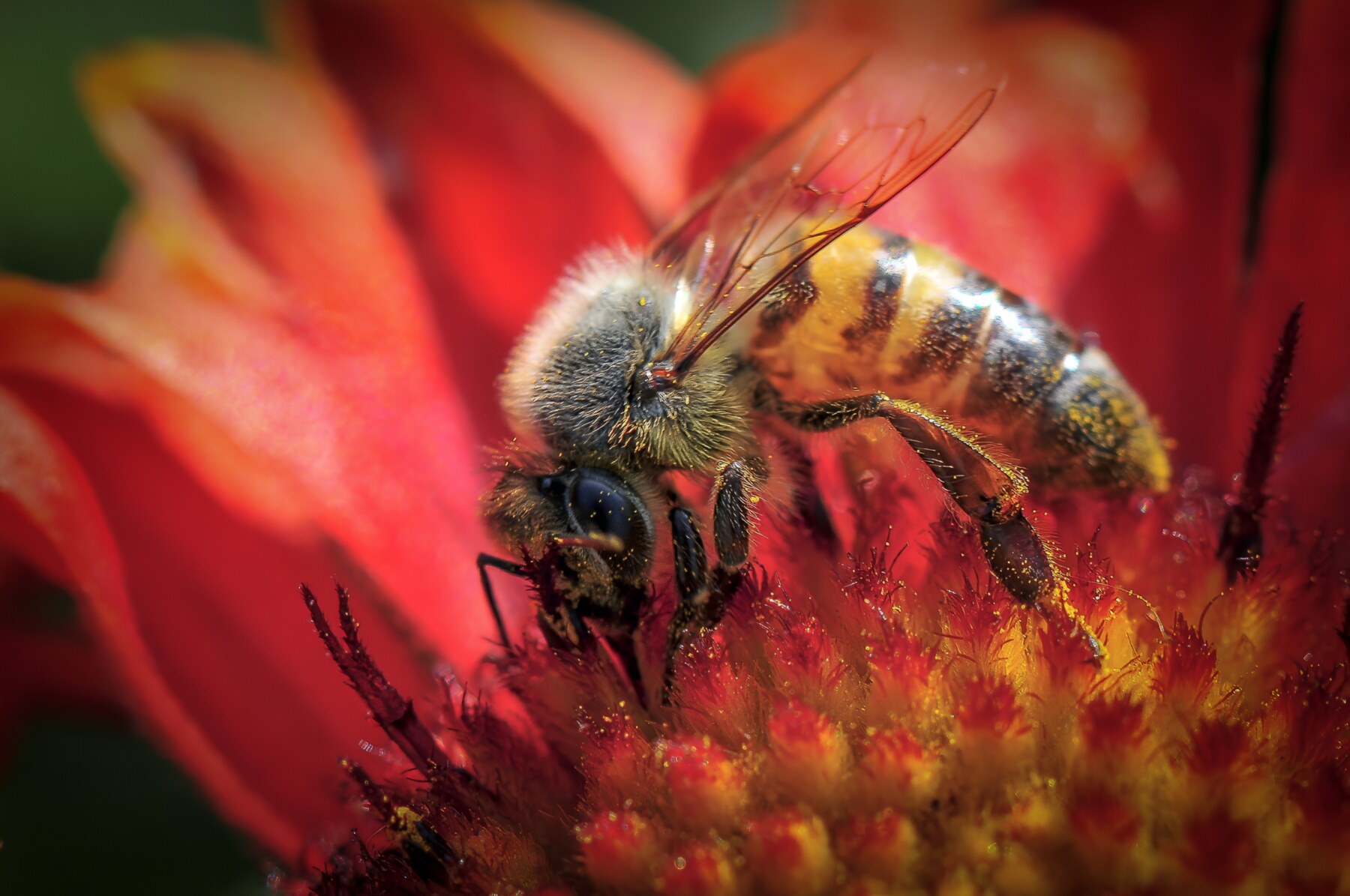 Honeybee gathering pollen from a vivid red flower